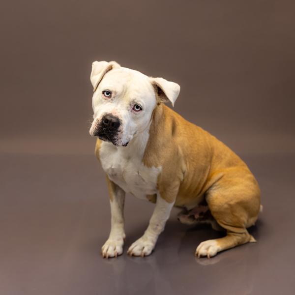 Enlarge Pen 202c Roman, a Adoptable mixed breed in Lawrenceville, GA image 2/2