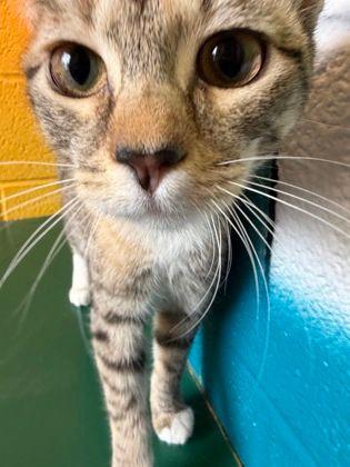 Cicely, an adopted Domestic Short Hair in Williamsport, PA image 3/3