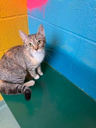 Cicely, an adopted Domestic Short Hair in Williamsport, PA image 2/3