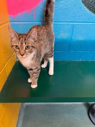 Cicely, adopted, Kitten Female Domestic Short Hair.