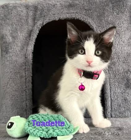 Enlarge Toadette, a Adoptable mixed breed in Charlotte, NC image 1/1