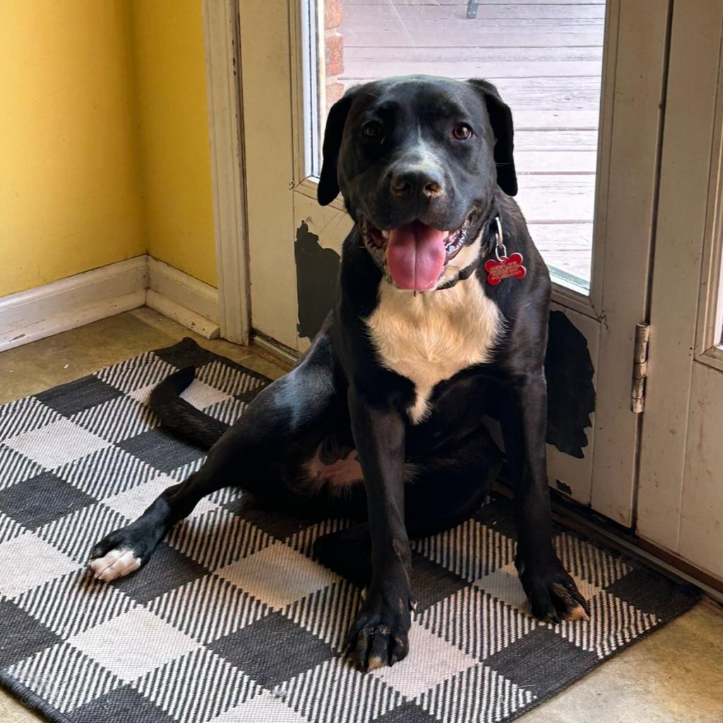 Enlarge Oreo, a Adoptable mixed breed in Mount Vernon, IN image 1/6