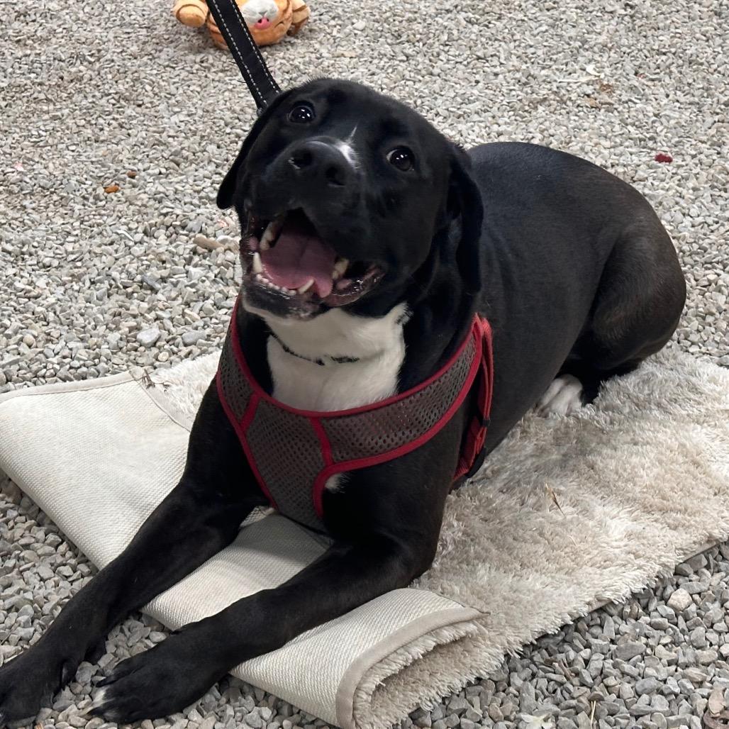 Enlarge Oreo, a Adoptable mixed breed in Mount Vernon, IN image 3/6