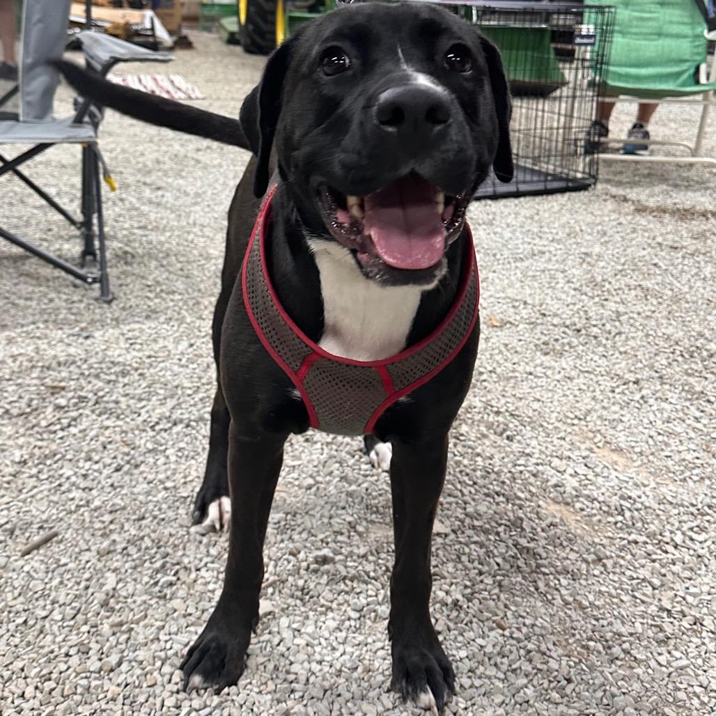 Enlarge Oreo, a Adoptable mixed breed in Mount Vernon, IN image 4/6