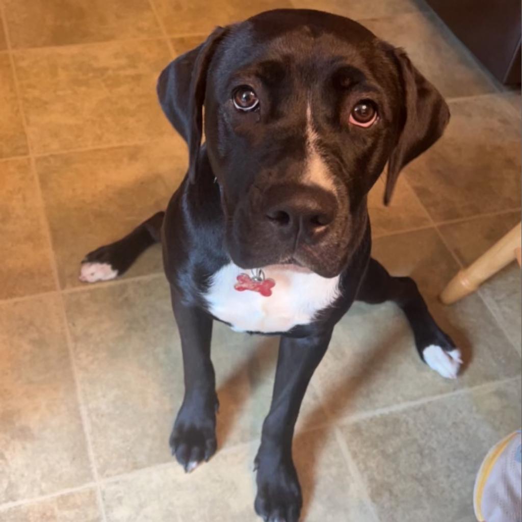Enlarge Oreo, a Adoptable mixed breed in Mount Vernon, IN image 5/6