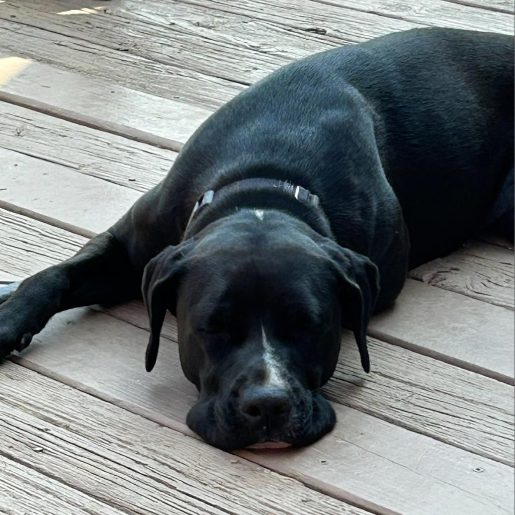 Oreo, a Adoptable mixed breed in Mount Vernon, IN image 5/6