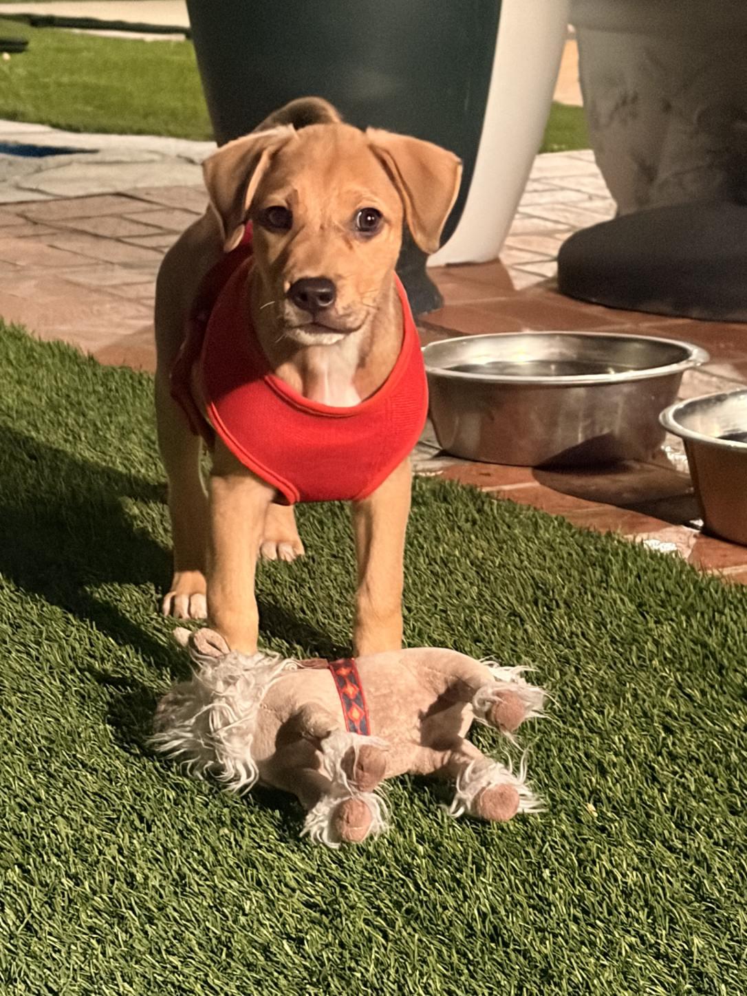 Enlarge Val, a Adoptable Beagle in Escondido, CA image 2/3