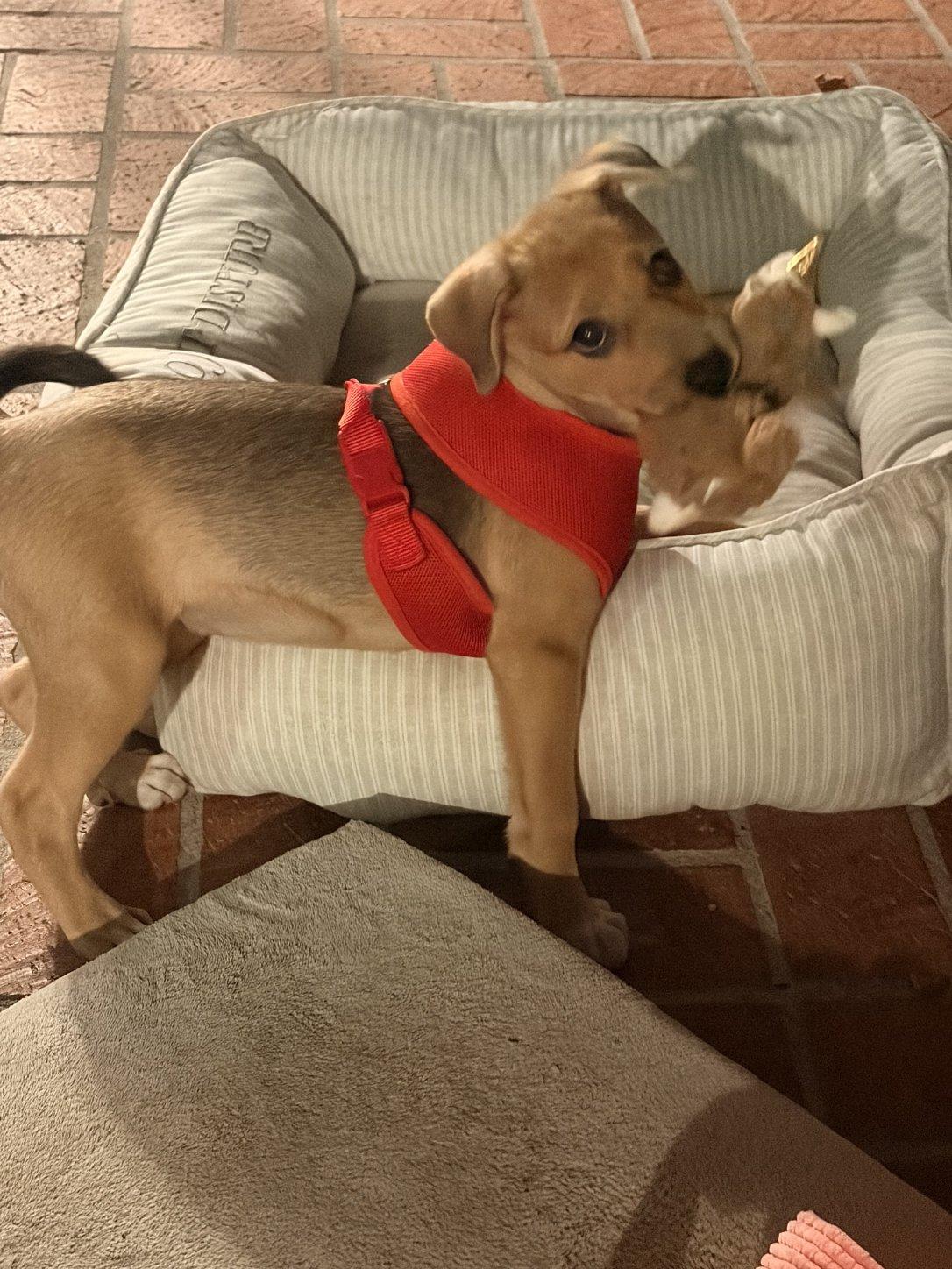 Enlarge Val, a Adoptable Beagle in Escondido, CA image 3/3