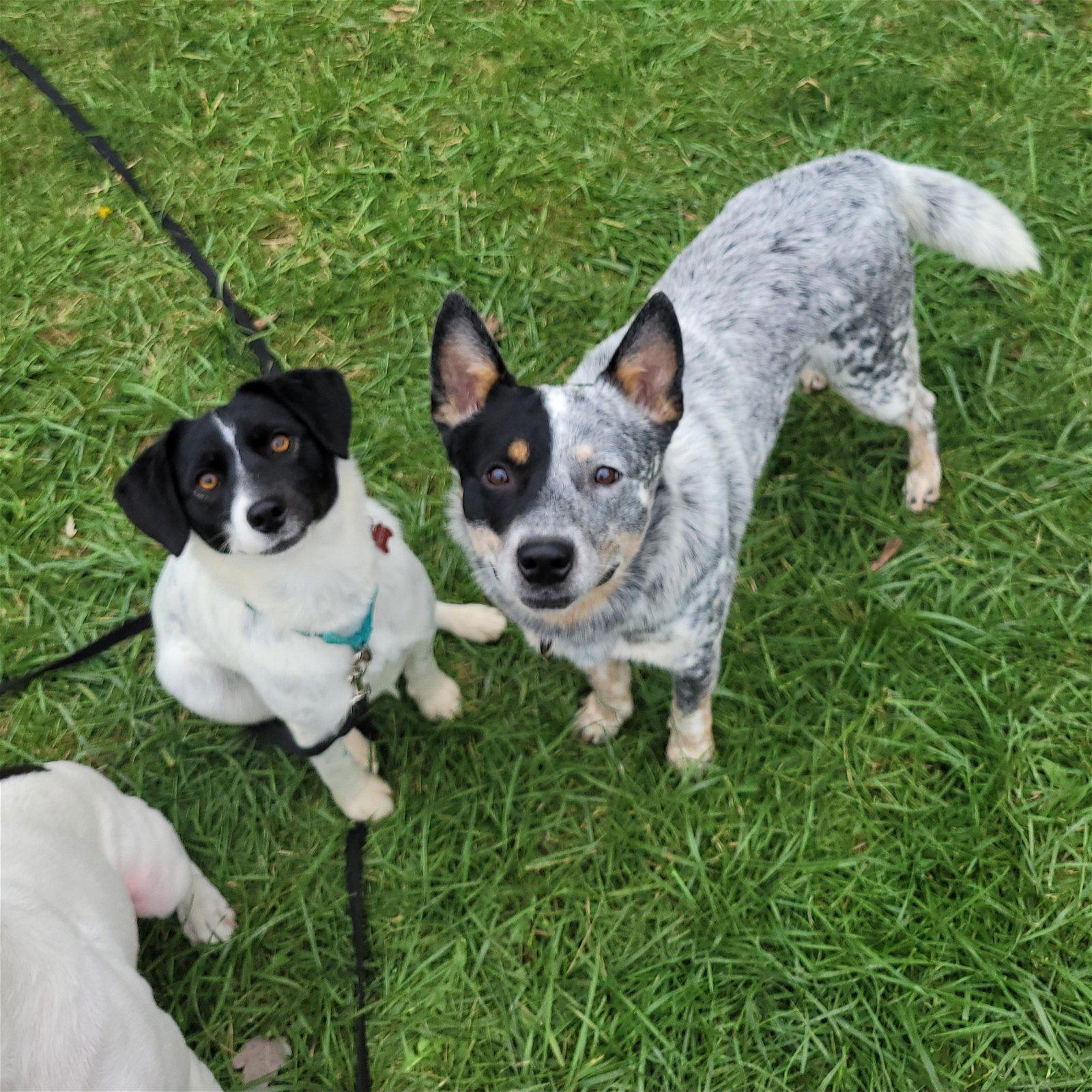 Teddy & Lisa BONDED PAIR ***COURTESY POST***, Adoptable, Adult Male Australian Cattle Dog / Blue Heeler.