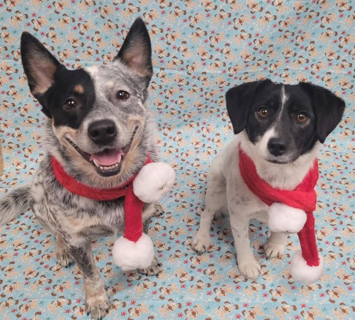 Enlarge Teddy & Lisa BONDED PAIR ***COURTESY POST***, a Adoptable Australian Cattle Dog / Blue Heeler in Gates Mills, OH image 2/3