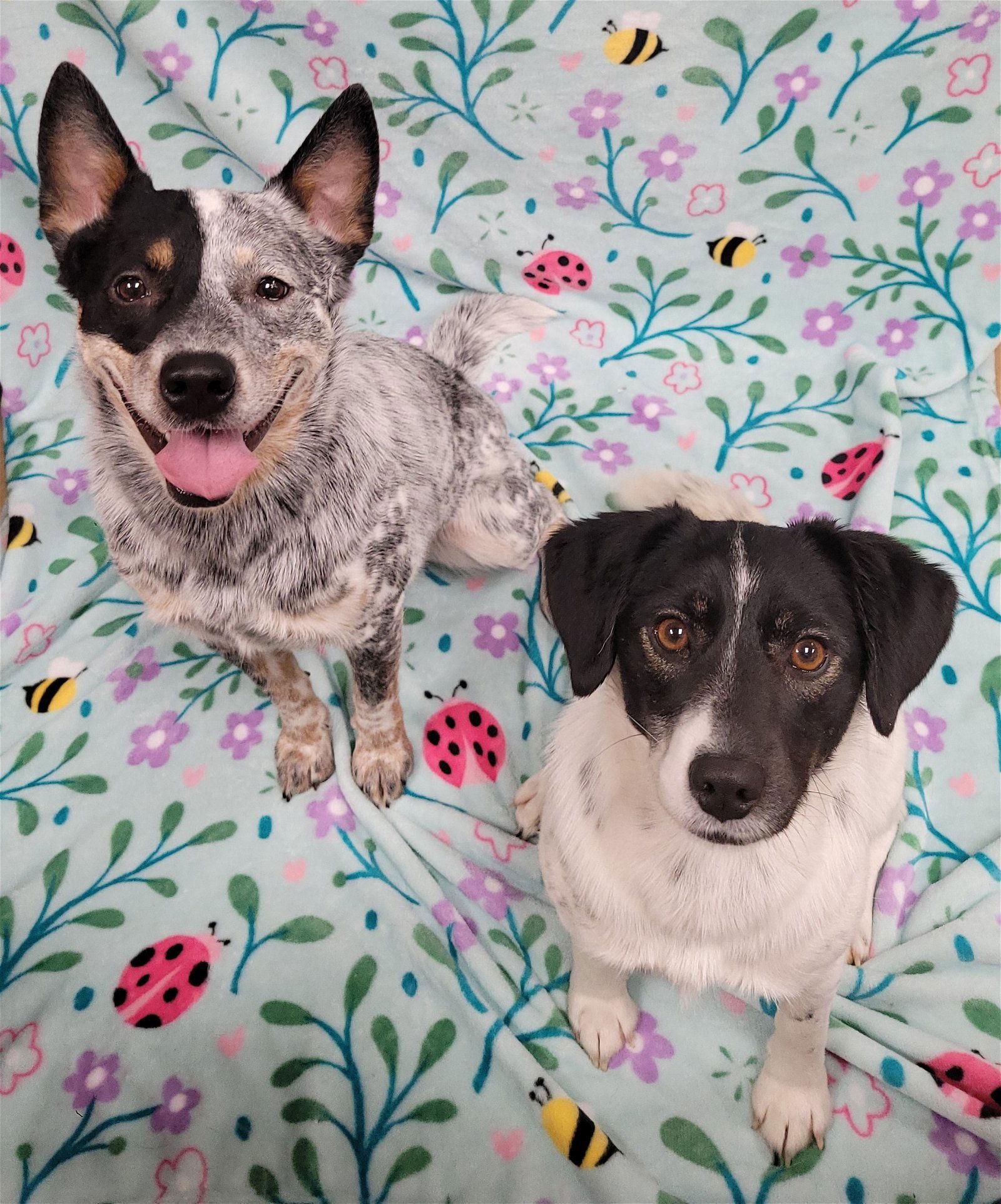 Enlarge Teddy & Lisa BONDED PAIR ***COURTESY POST***, a Adoptable Australian Cattle Dog / Blue Heeler in Gates Mills, OH image 3/3