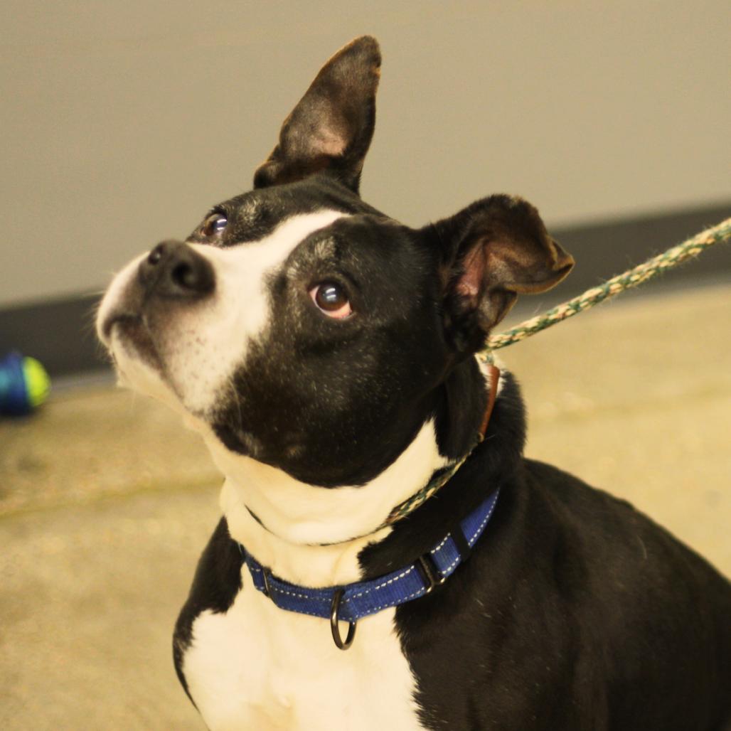 Girlfriend, Adoptable, Senior Female Mixed Breed.