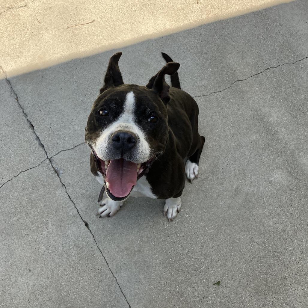 Enlarge Girlfriend, a Adoptable Mixed Breed in South Haven, MI image 1/6