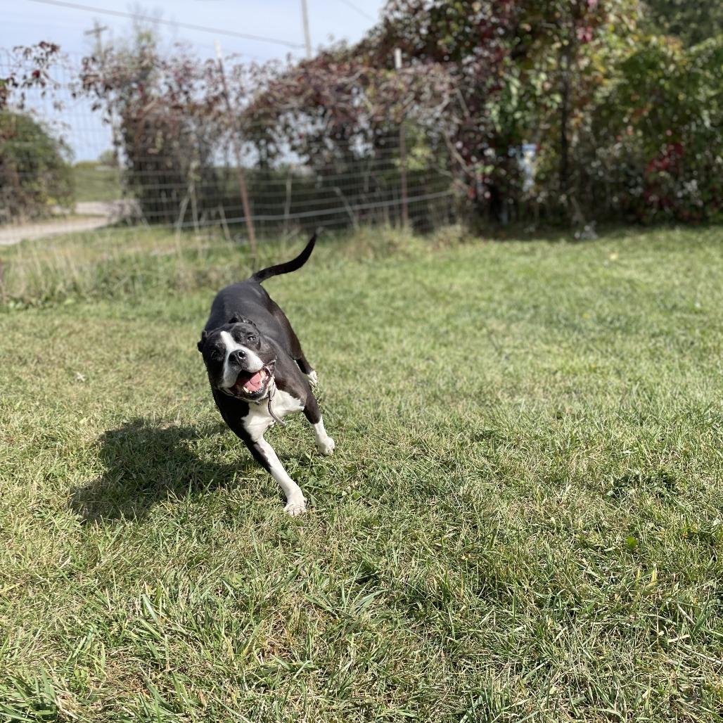 Girlfriend, Adoptable, Senior Female Mixed Breed.