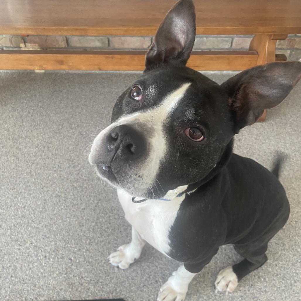 Enlarge Girlfriend, a Adoptable Mixed Breed in South Haven, MI image 4/6