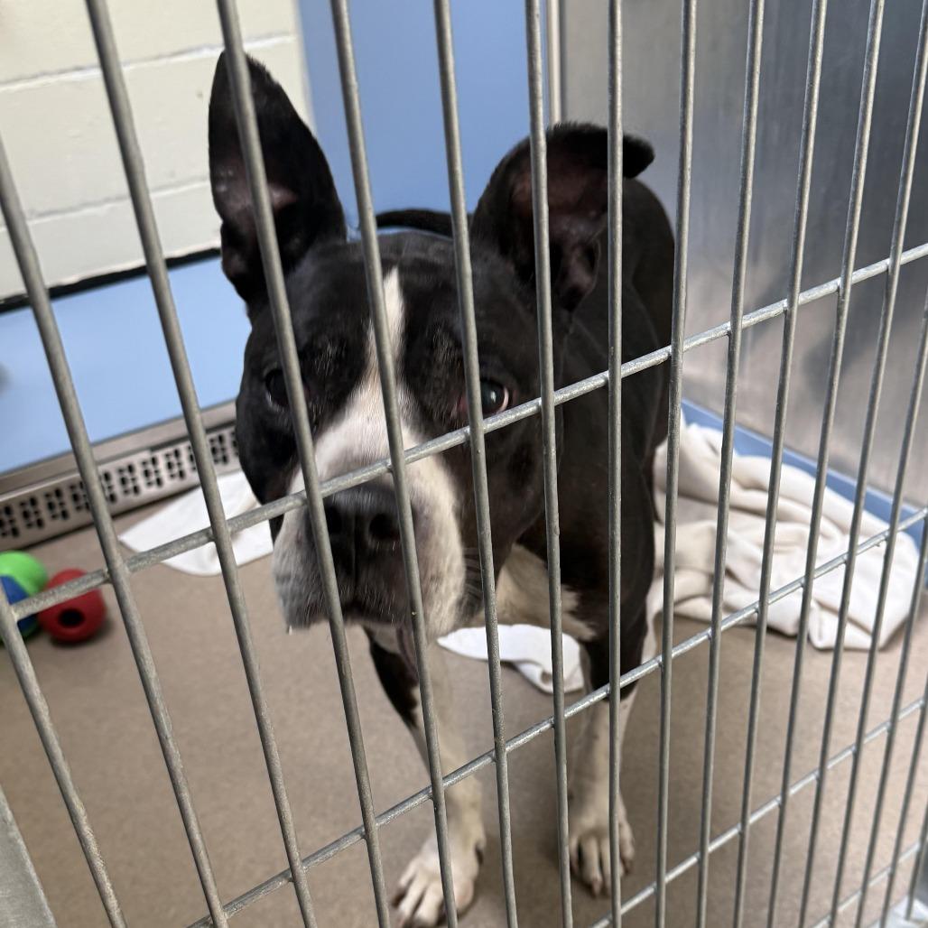 Girlfriend, a Adoptable Mixed Breed in South Haven, MI image 5/6