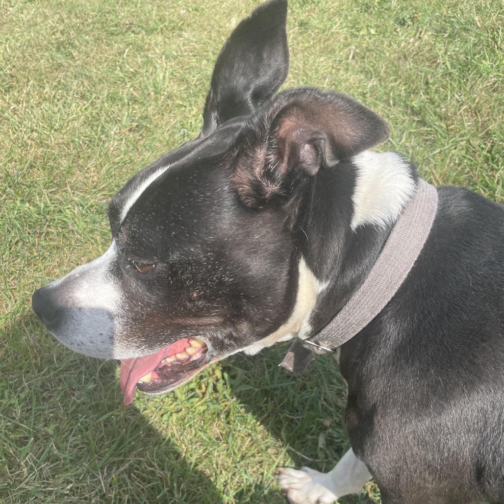 Girlfriend, a Adoptable Mixed Breed in South Haven, MI image 6/6