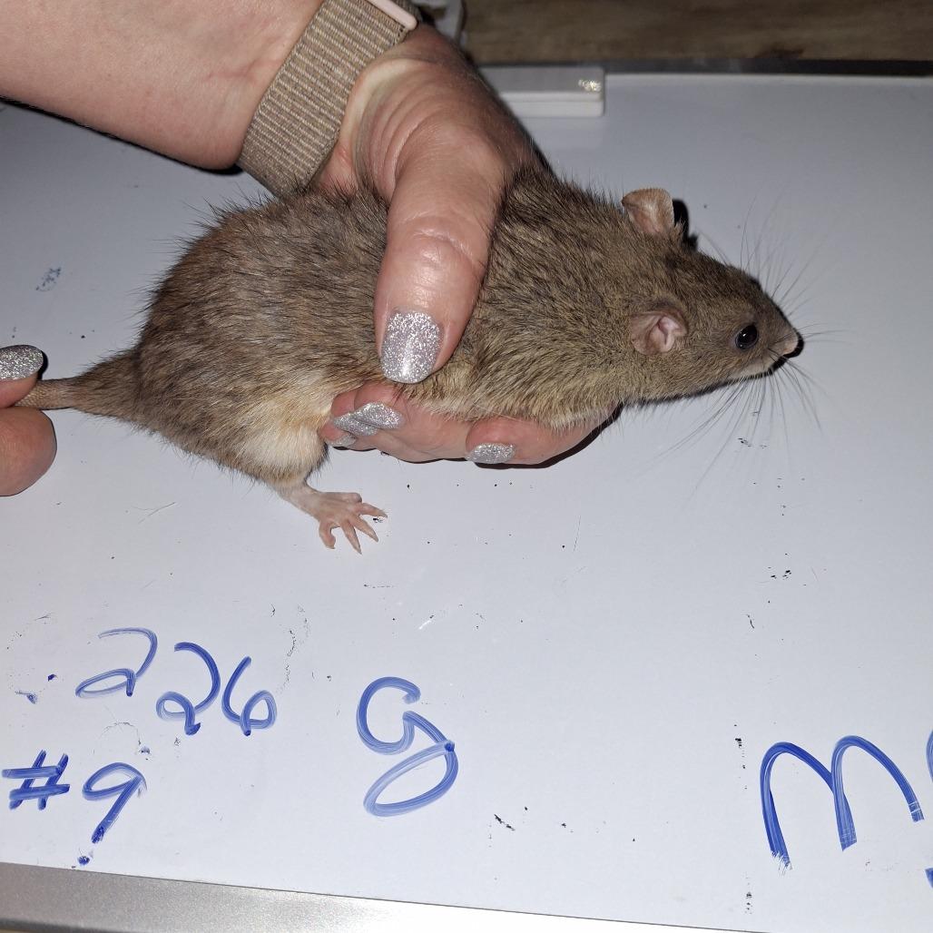 Enlarge MRC-Stray-1_9, a Adoptable Rat in Kingman, AZ image 1/1