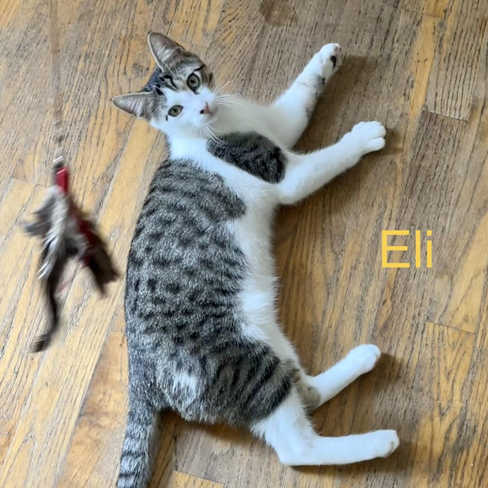 Enlarge Eli, a Adopted Domestic Short Hair in Albany, NY image 3/6