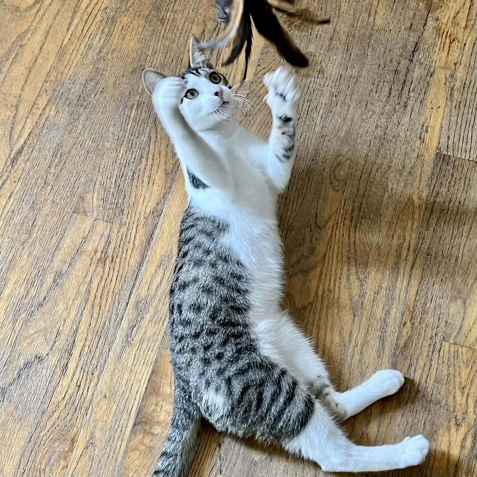 Enlarge Eli, a Adopted Domestic Short Hair in Albany, NY image 4/6