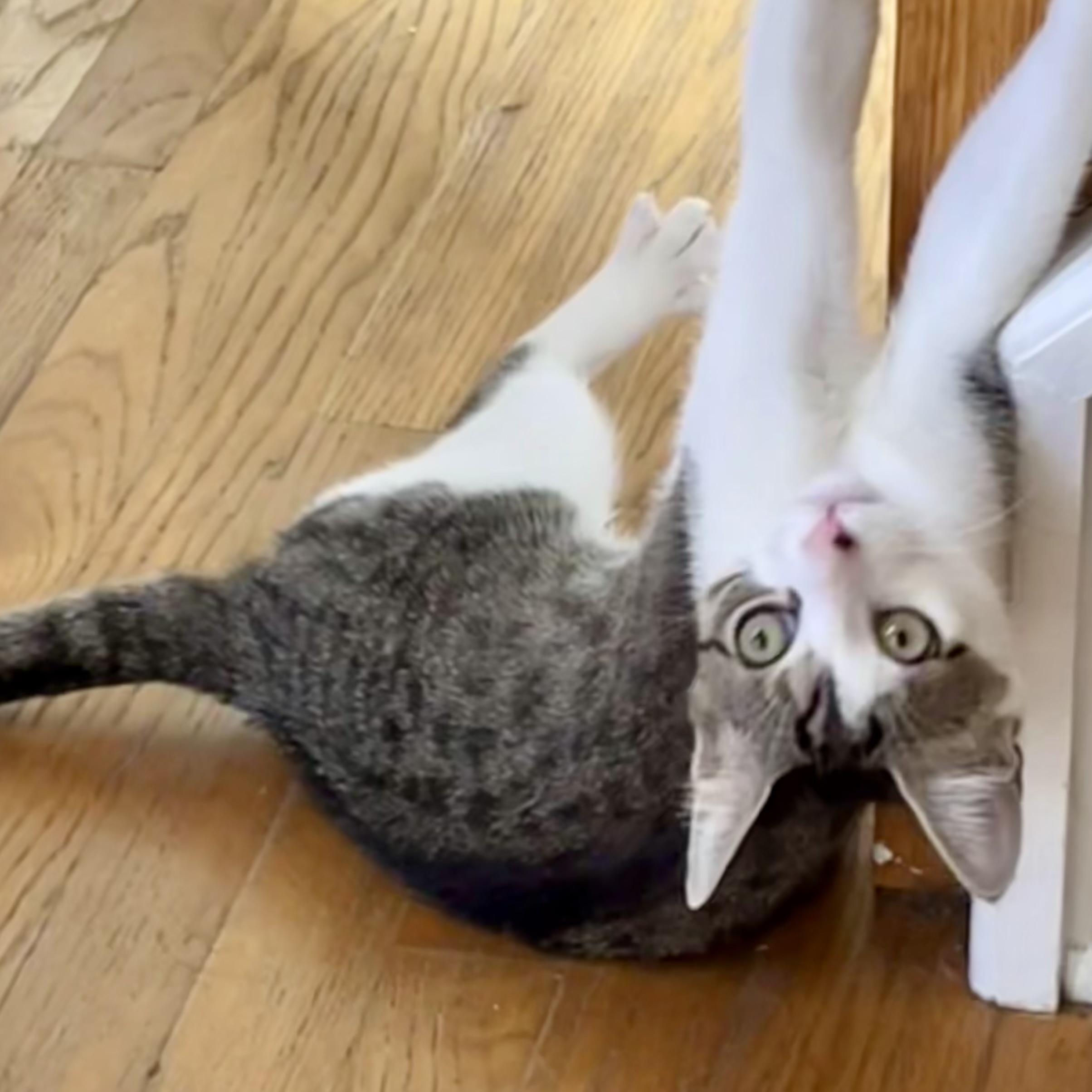 Enlarge Eli, a Adopted Domestic Short Hair in Albany, NY image 5/6