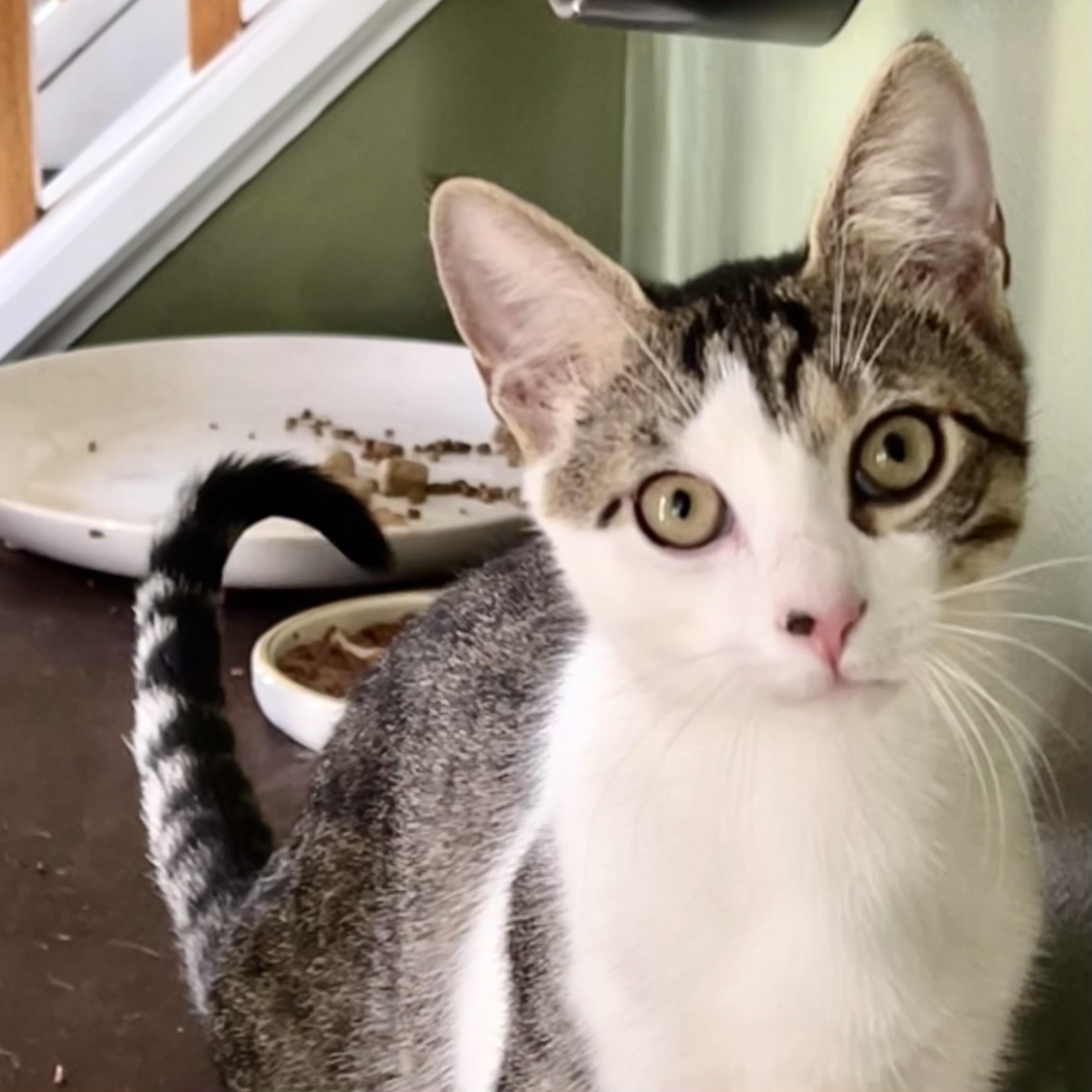 Enlarge Eli, a Adopted Domestic Short Hair in Albany, NY image 1/6