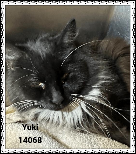 YUKI 2