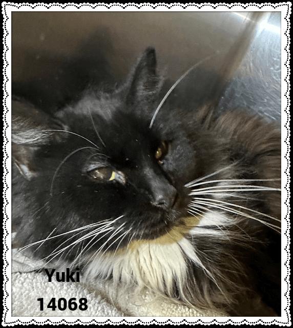 YUKI 3