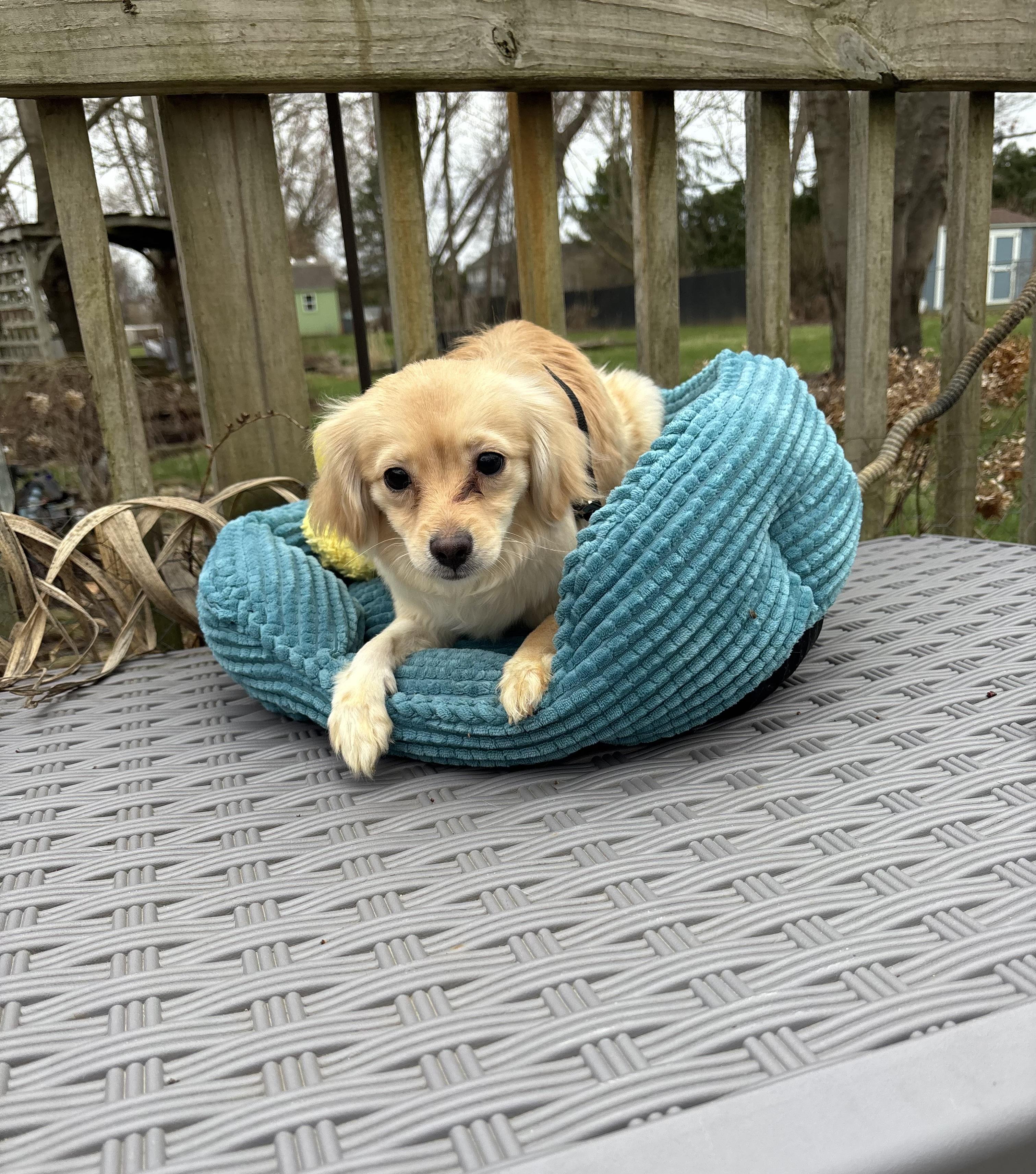 Hope , an adopted mixed breed in White Lake, MI image 2/3