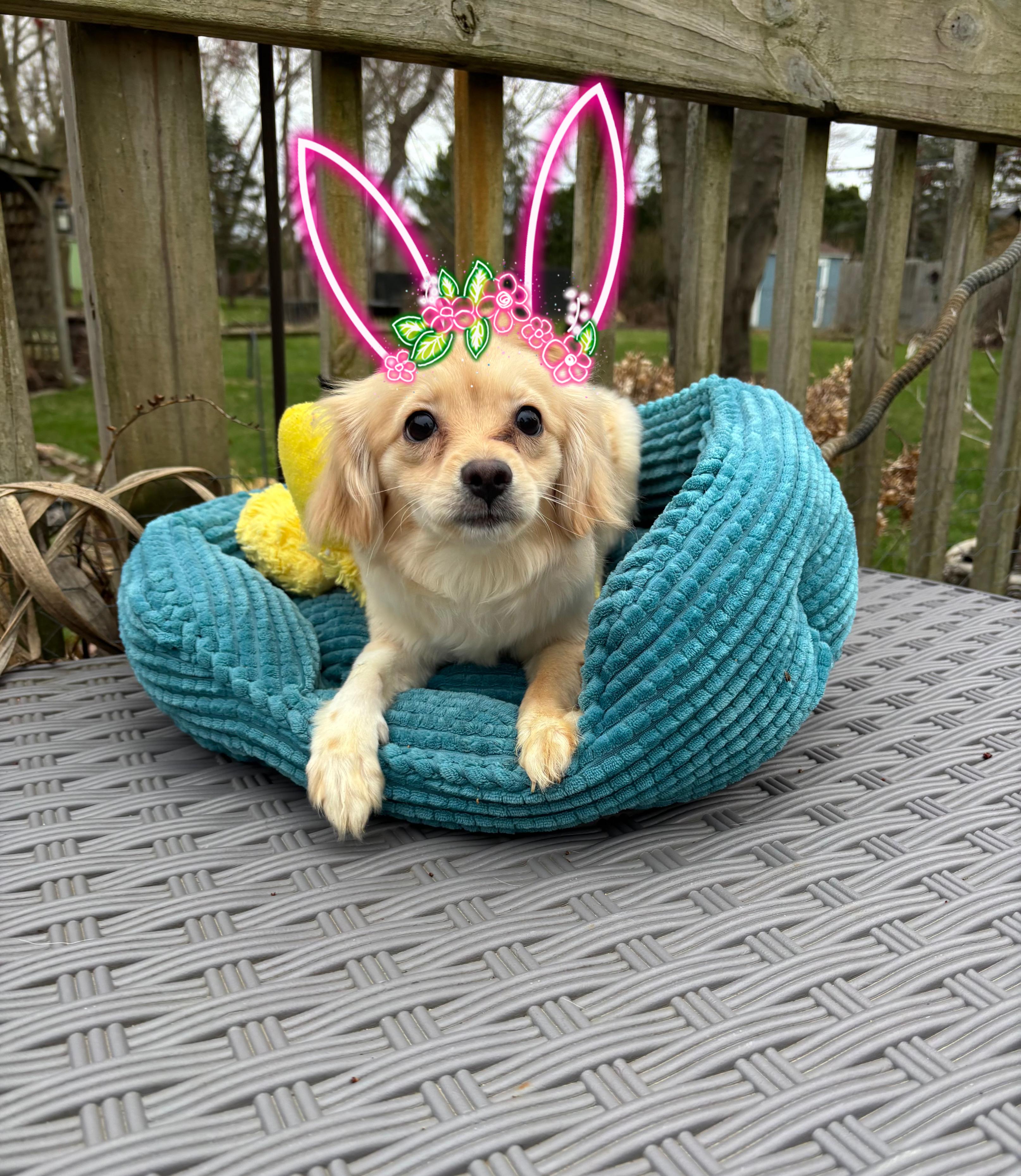 Hope , an adopted mixed breed in White Lake, MI image 1/3