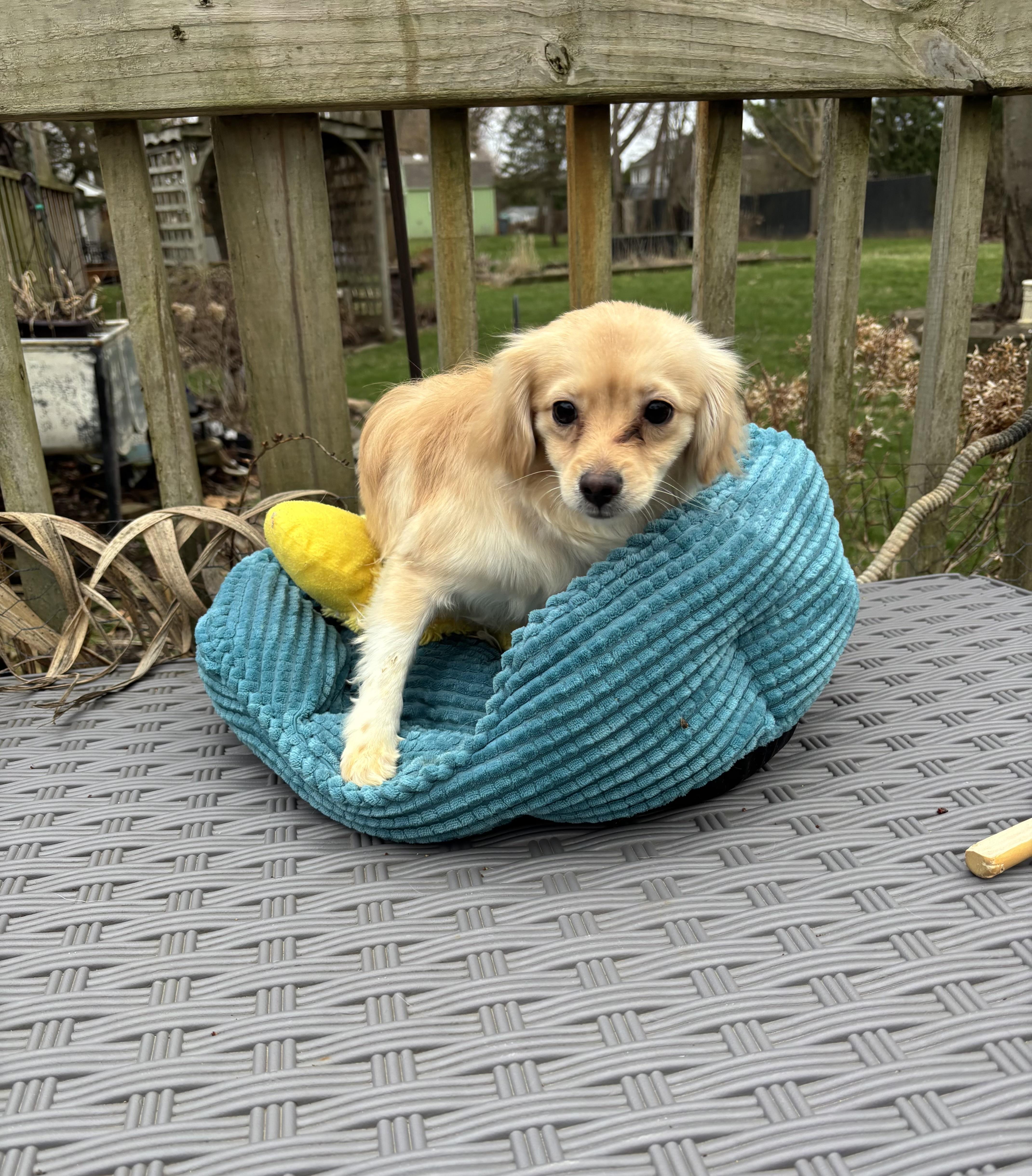 Hope , an adopted mixed breed in White Lake, MI image 3/3