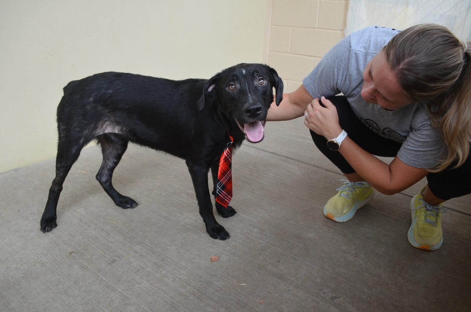 Paul (In Foster), Adoptable, Young Male Mixed Breed.