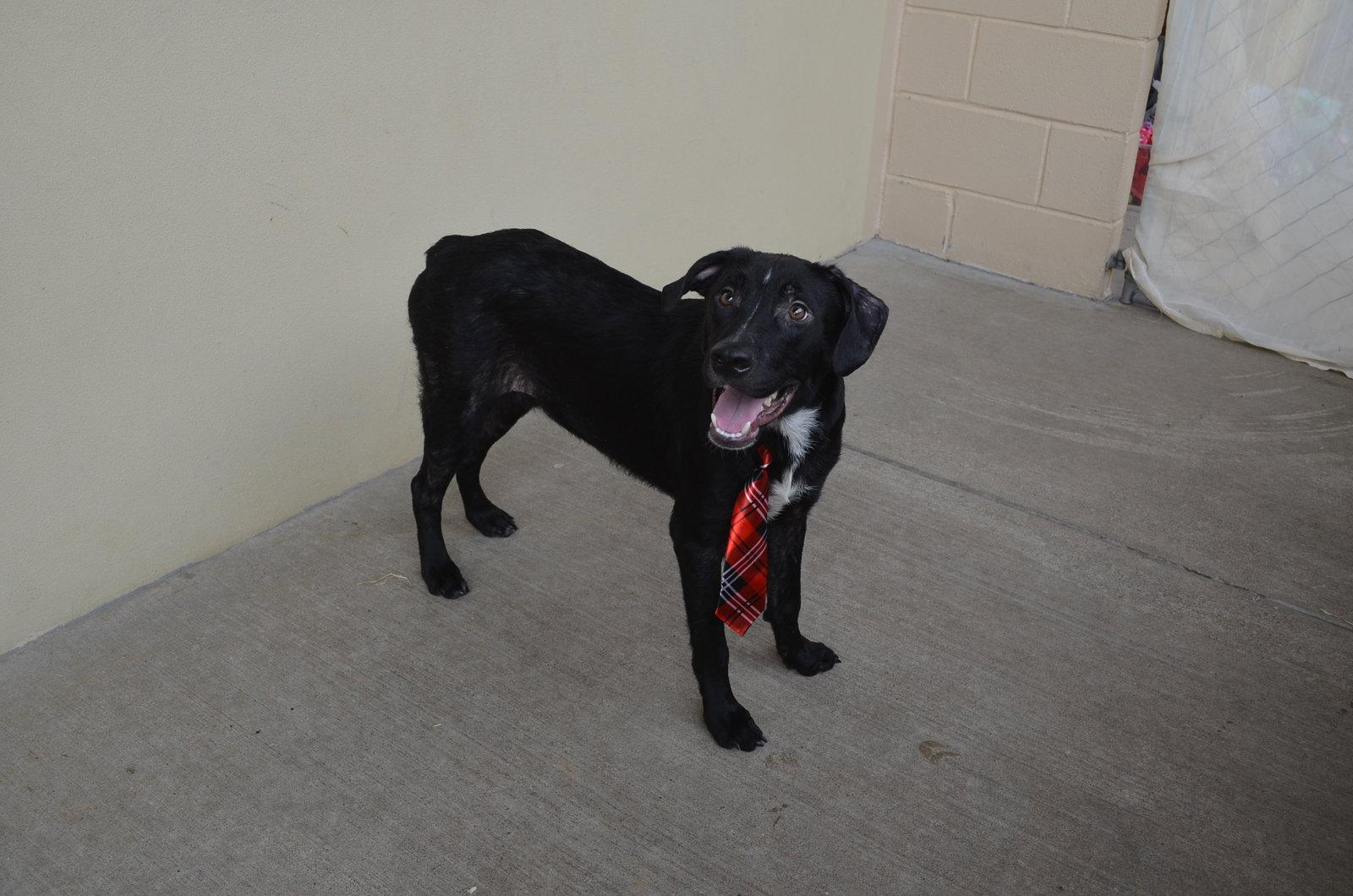 Enlarge Paul (In Foster), a Adoptable Mixed Breed in McKinney, TX image 2/3