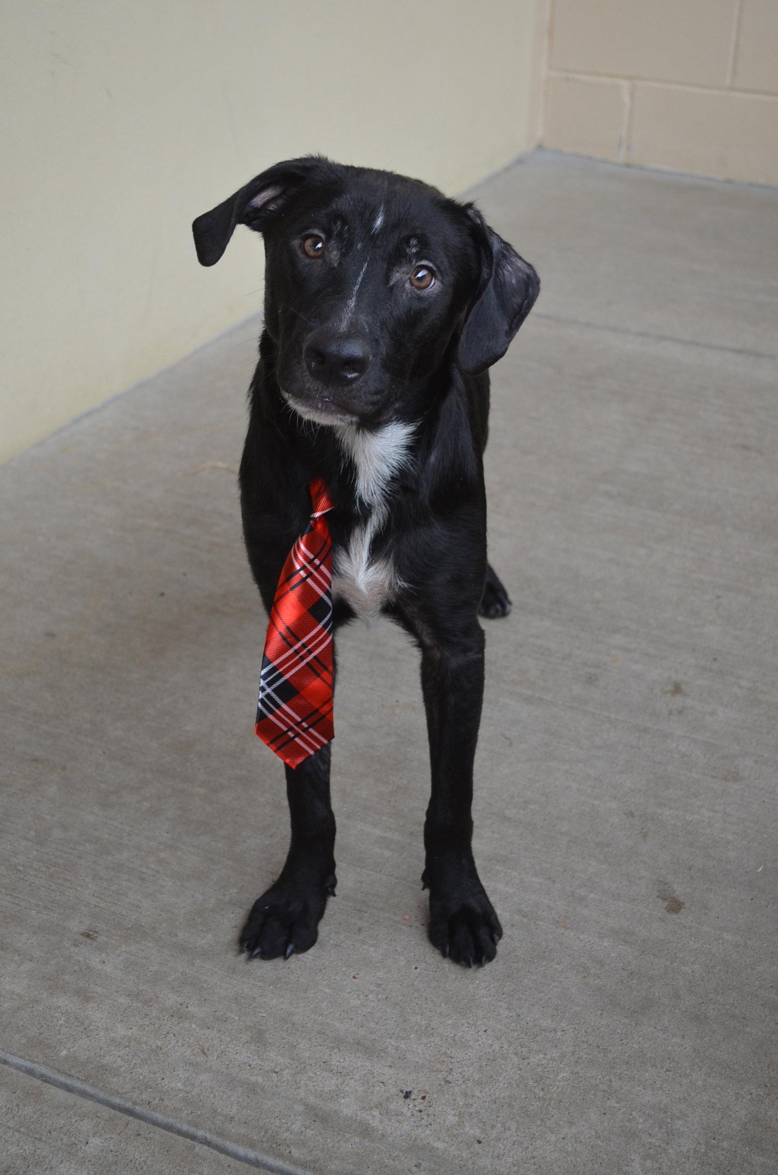 Enlarge Paul (In Foster), a Adoptable Mixed Breed in McKinney, TX image 3/3