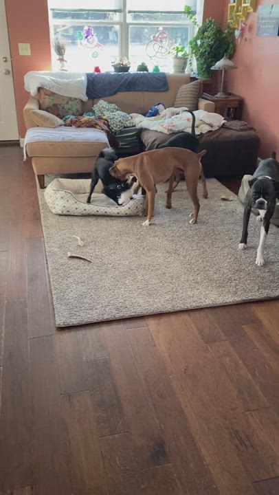 Enlarge Theodore, an adopted mixed breed in Plainfield, WI video 1/6