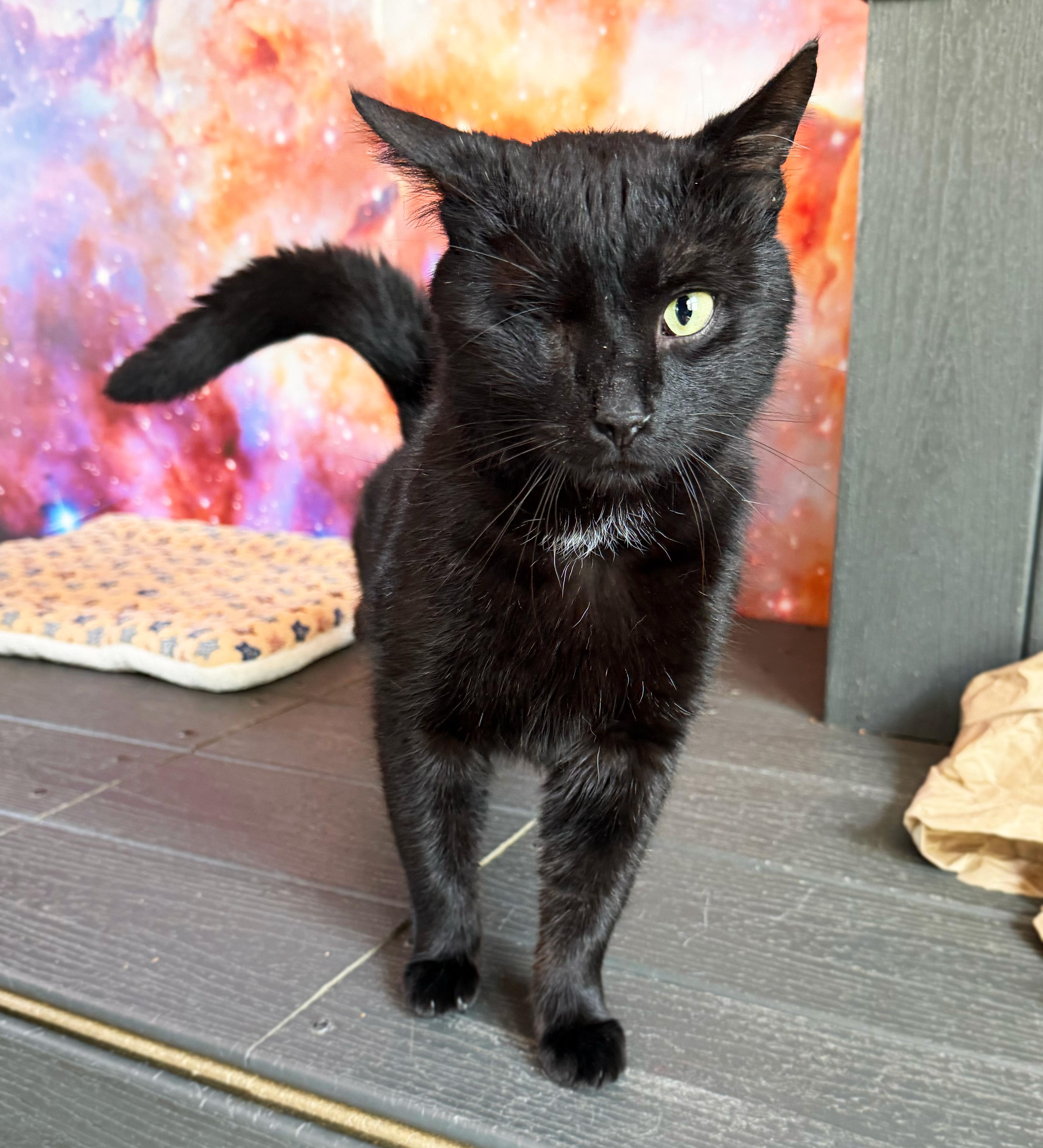 Enlarge Dodger, a ADOPTABLE Domestic Short Hair in Asheville, NC image 1/1