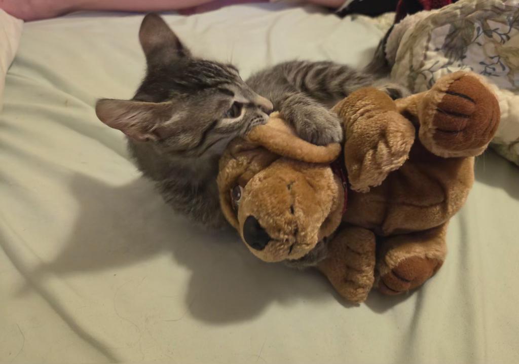 Enlarge Ash, a ADOPTABLE Domestic Short Hair in Pocatello, ID image 5/5