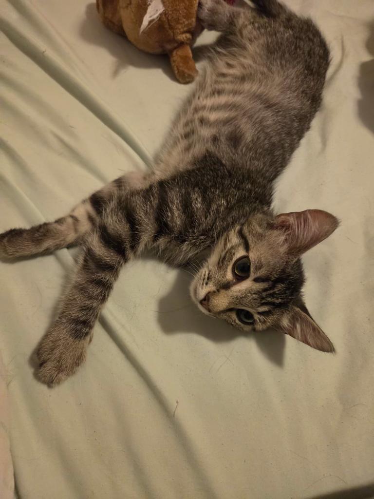 Enlarge Ash, a ADOPTABLE Domestic Short Hair in Pocatello, ID image 4/5
