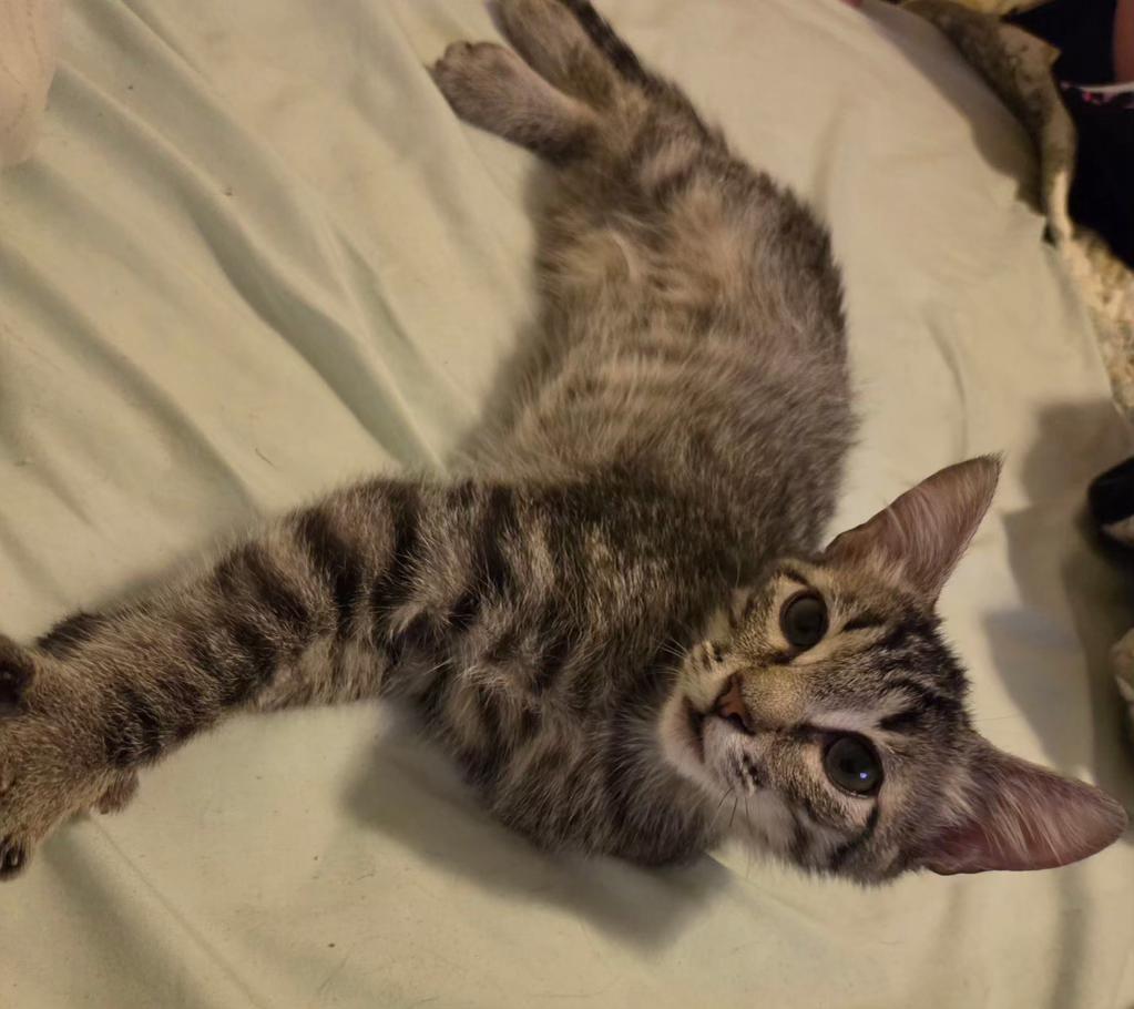 Enlarge Ash, a ADOPTABLE Domestic Short Hair in Pocatello, ID image 3/5
