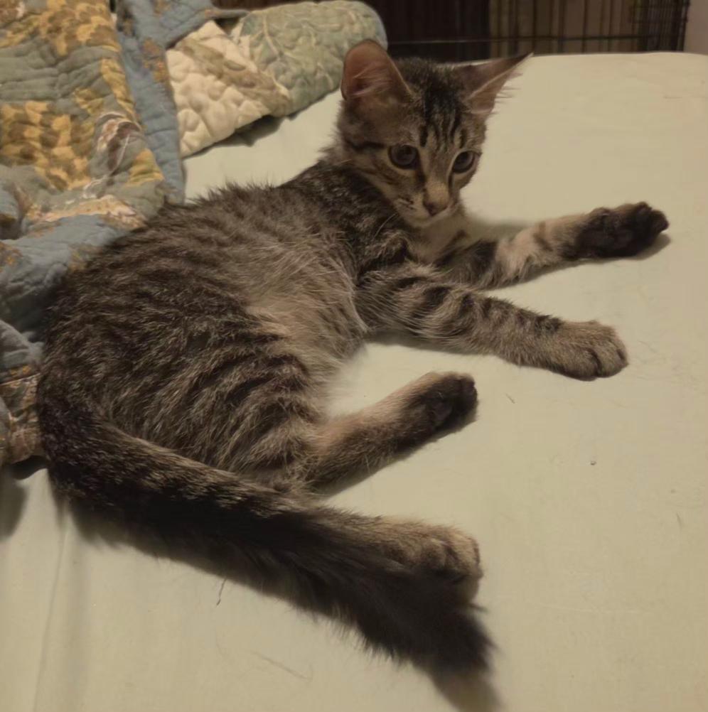 Enlarge Ash, a ADOPTABLE Domestic Short Hair in Pocatello, ID image 2/5