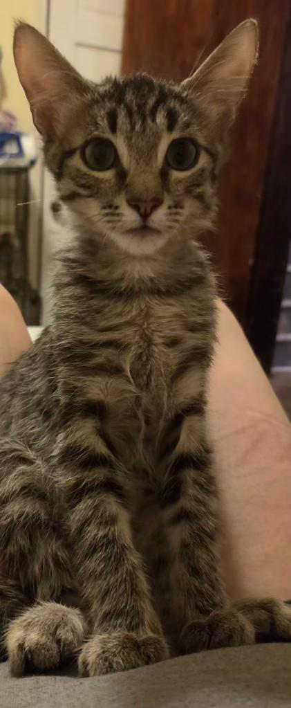 Ash, ADOPTABLE, Kitten Male Domestic Short Hair.