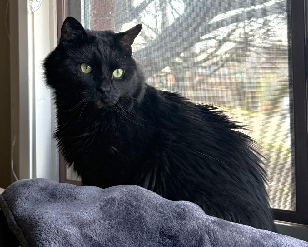 Enlarge Peter, a ADOPTABLE Domestic Medium Hair in Stoney Creek, ON image 4/6