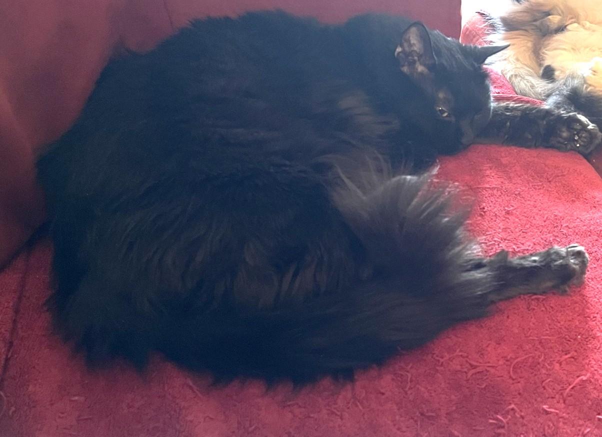 Enlarge Peter, a ADOPTABLE Domestic Medium Hair in Stoney Creek, ON image 4/4