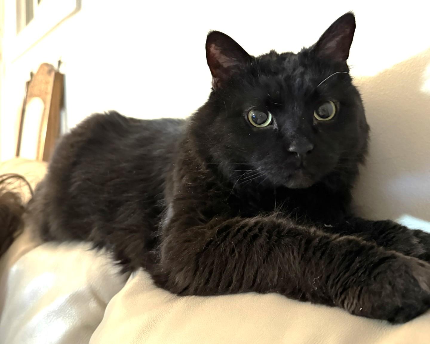 Enlarge Peter, a ADOPTABLE Domestic Medium Hair in Stoney Creek, ON image 3/6