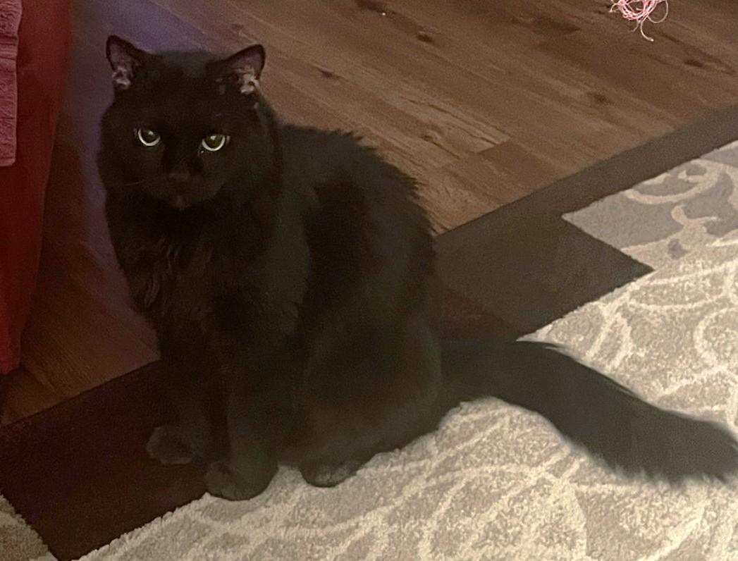 Enlarge Peter, a ADOPTABLE Domestic Medium Hair in Stoney Creek, ON image 3/4