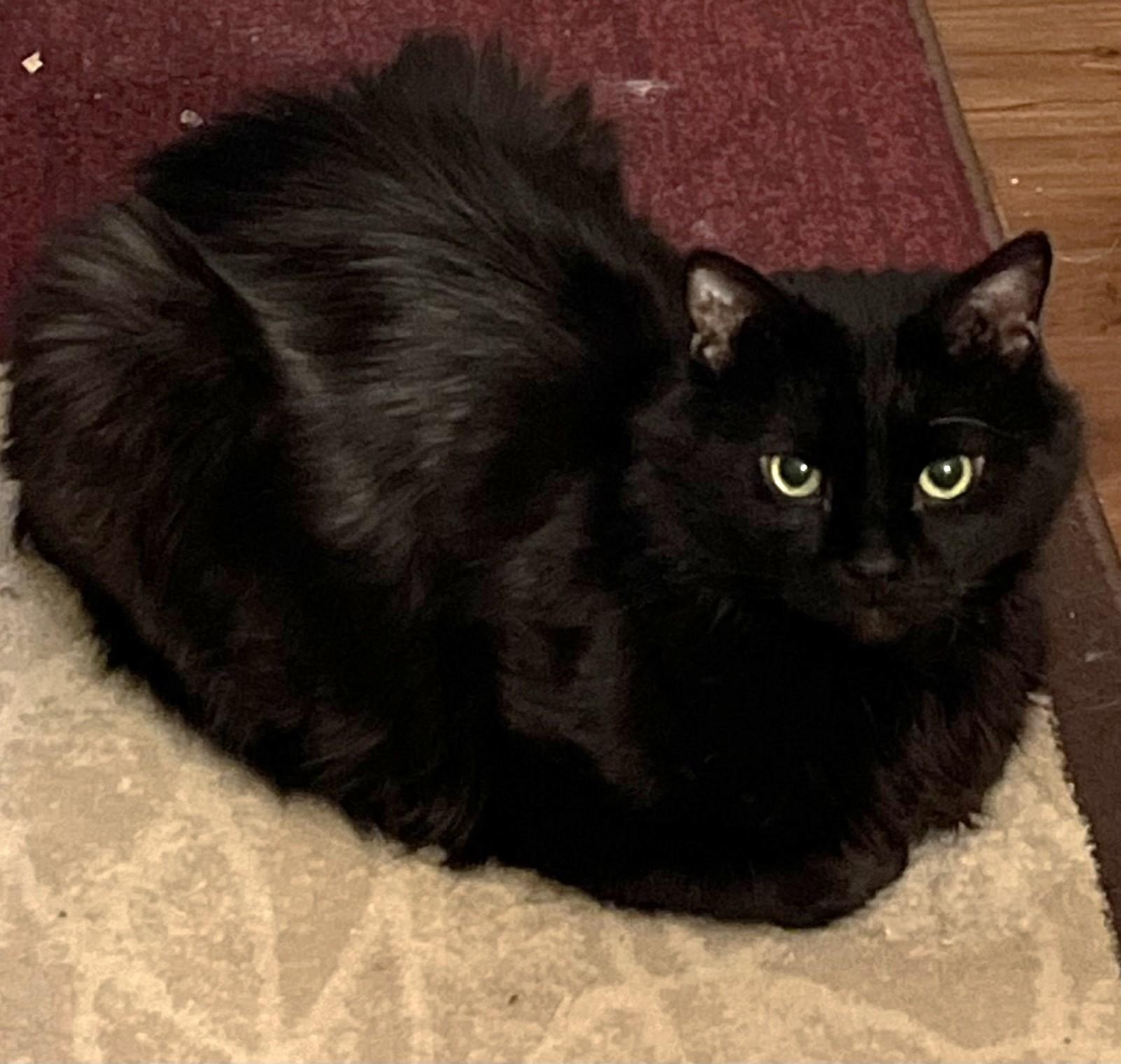 Enlarge Peter, a ADOPTABLE Domestic Medium Hair in Stoney Creek, ON image 2/4