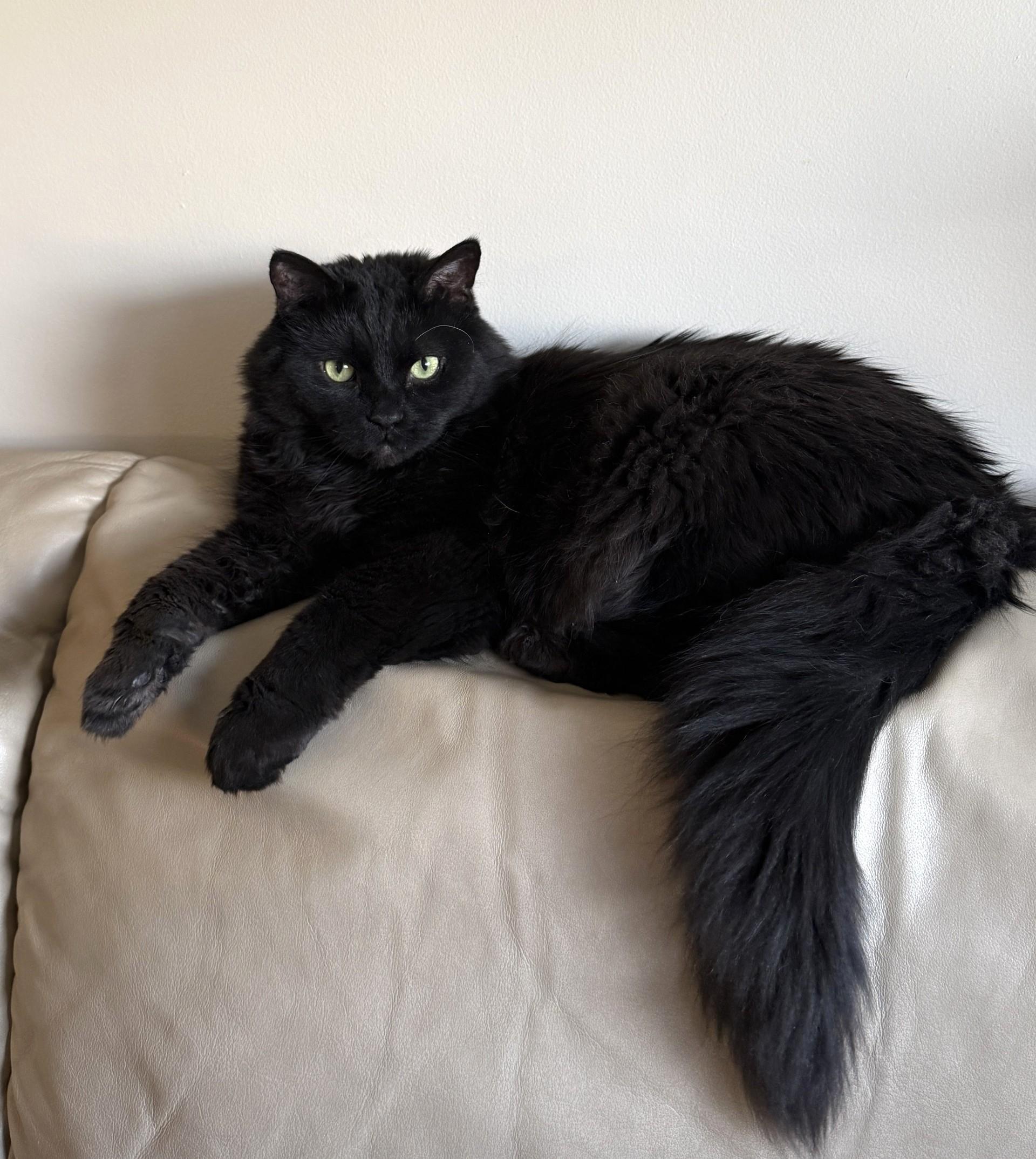 Peter, ADOPTABLE, Adult Male Domestic Medium Hair.