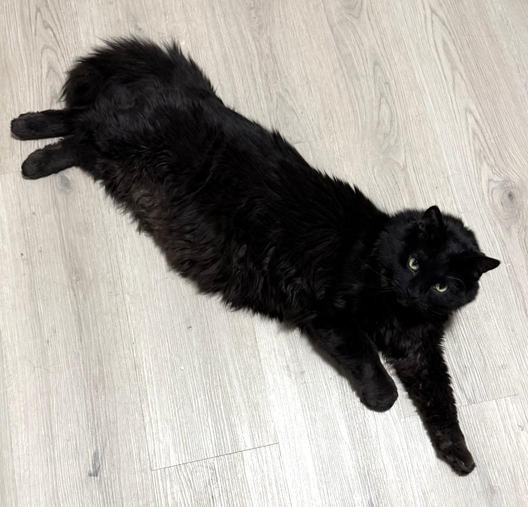 Enlarge Peter, a ADOPTABLE Domestic Medium Hair in Stoney Creek, ON image 5/6