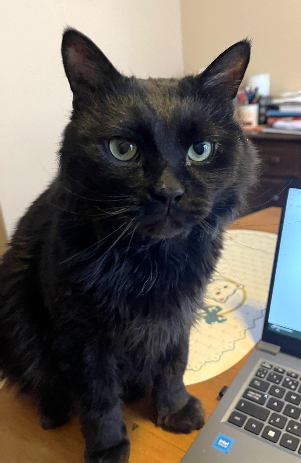 Peter, ADOPTABLE, Adult Male Domestic Medium Hair.