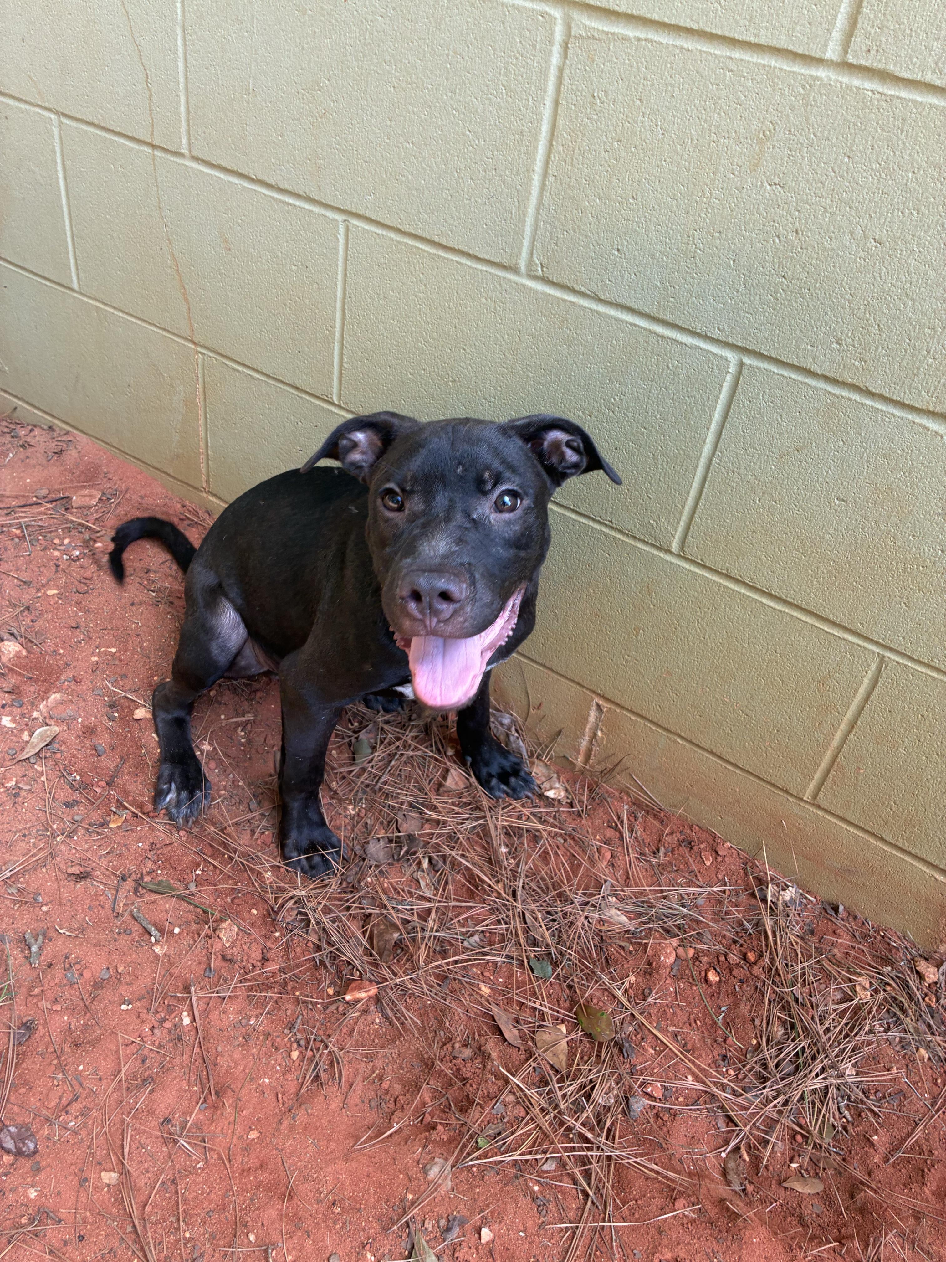 Wilson, ADOPTABLE, Young Male Mixed Breed.